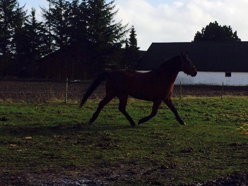 Anden særlig race Cæsar billede 16