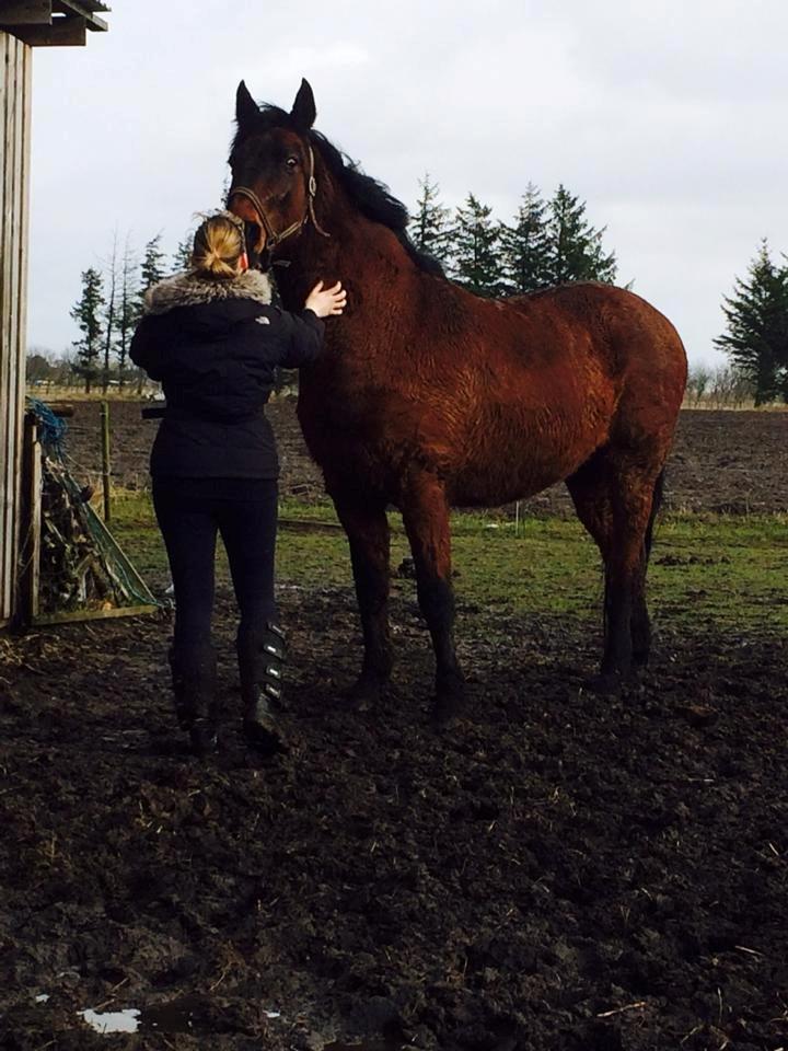 Anden særlig race Cæsar billede 17