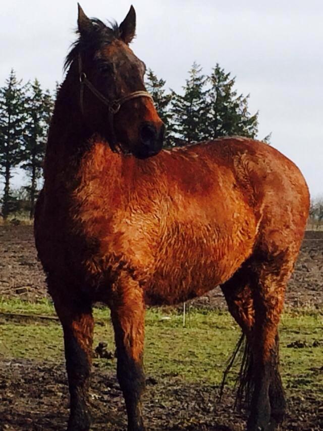 Anden særlig race Cæsar billede 18