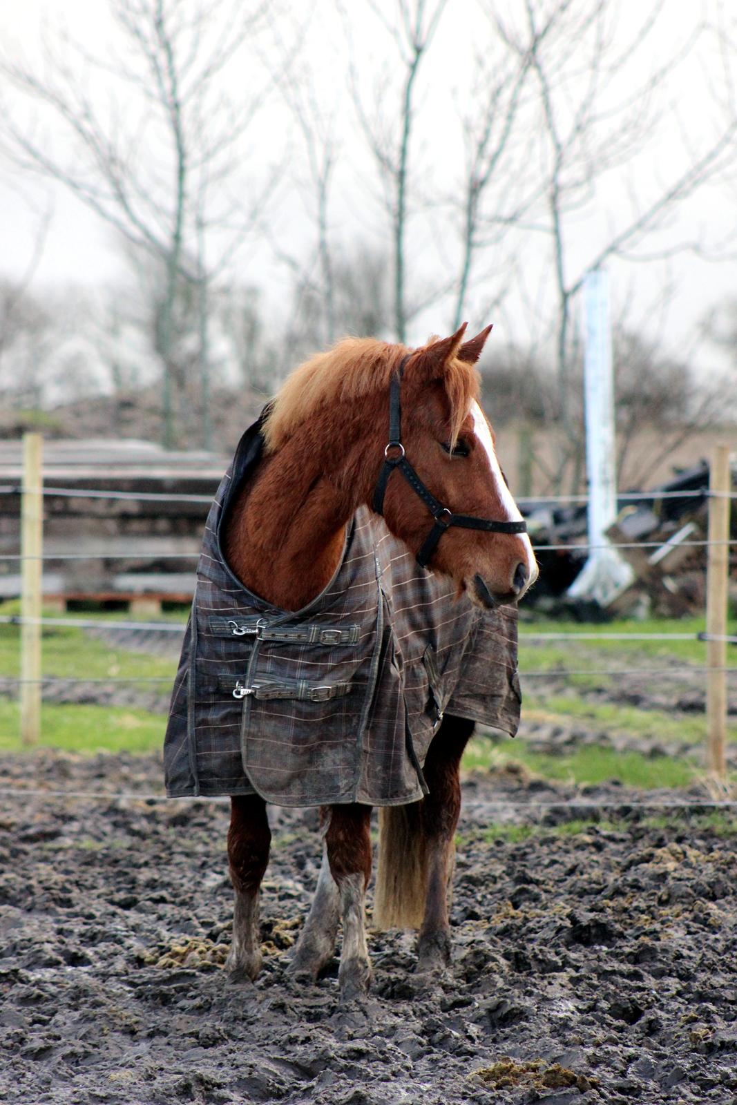 DSP Nørretelling's Ballou -  - Foto: Mig billede 17