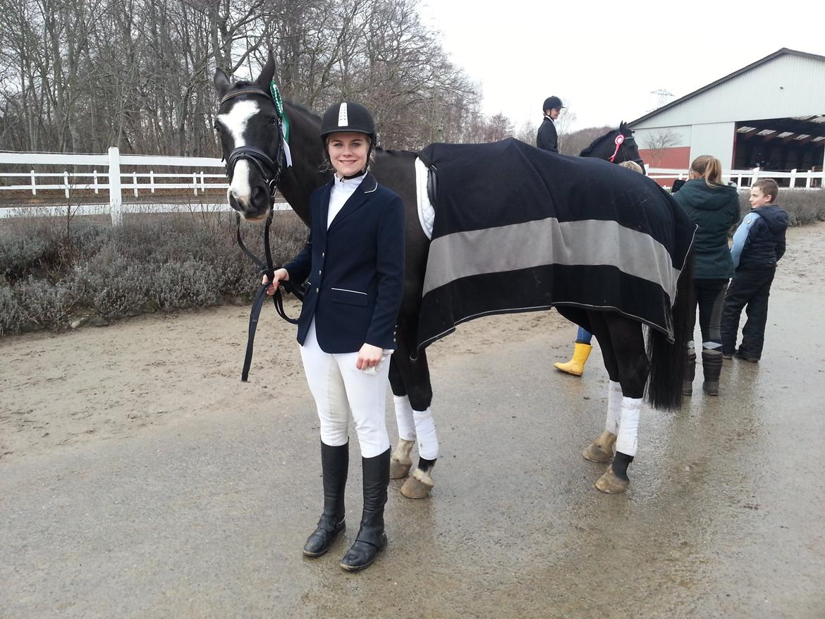 Dansk Varmblod Calista RDH billede 17