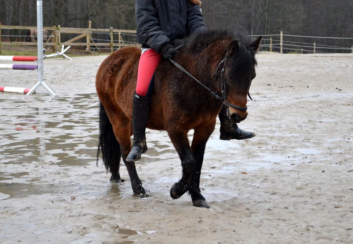 Dartmoor <3 Hammeldrups Desirée <3<3<3 billede 3