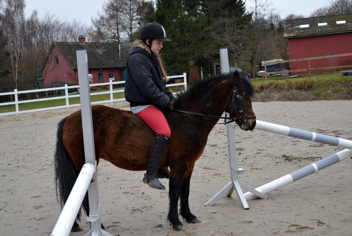 Dartmoor <3 Hammeldrups Desirée <3<3<3 billede 1