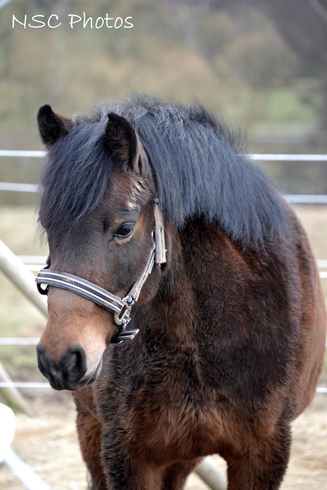 Dartmoor <3 Hammeldrups Desirée <3<3<3 billede 8