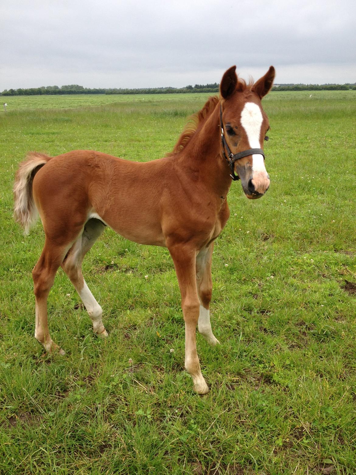 Dansk Varmblod Donskovs Zelina billede 4