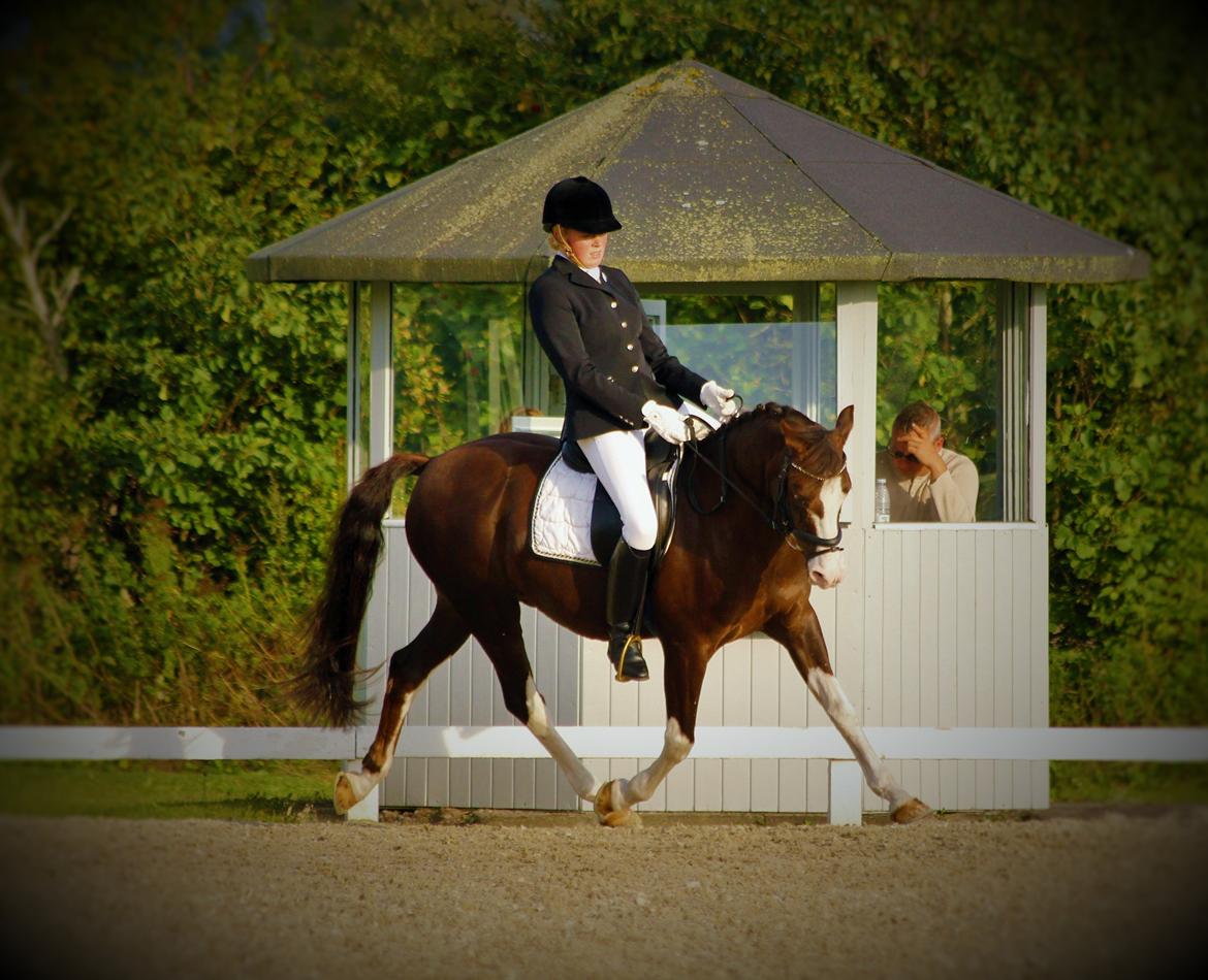 Welsh Partbred (Sec F) West Side Pride Pioneer - Chancer er ikke noget man får, chancer er noget man tager! ILY<3 på banen til distriktsmesterskabet 2013 <3 billede 5