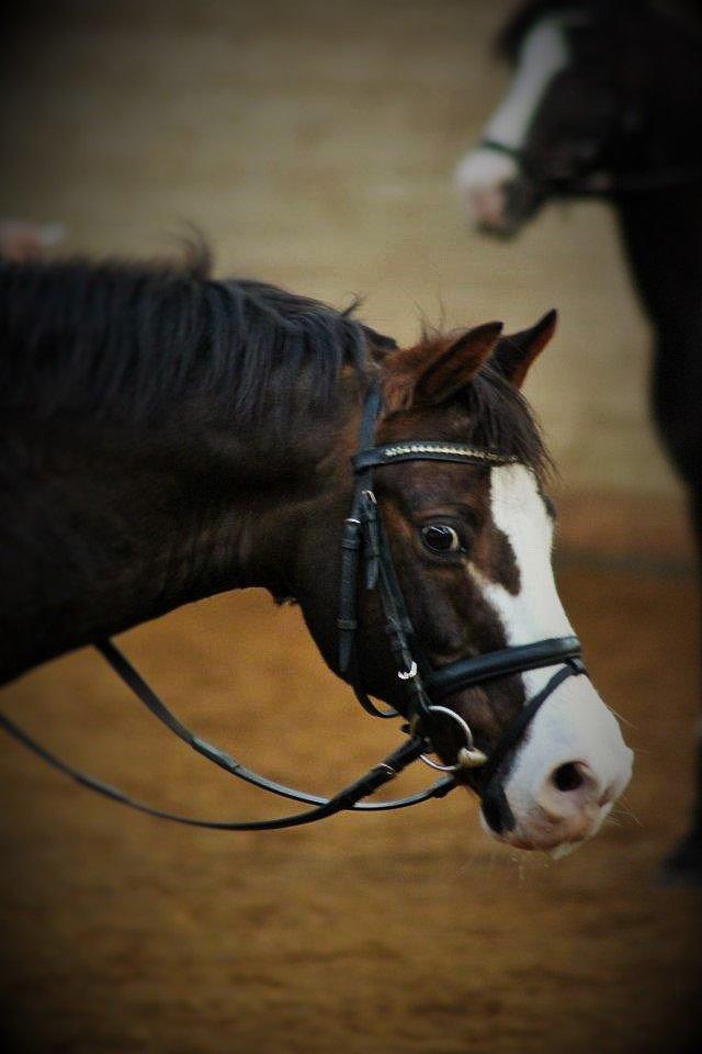 Welsh Partbred (Sec F) West Side Pride Pioneer - Birger <3 <3 Foto: Signe Andersen. billede 6