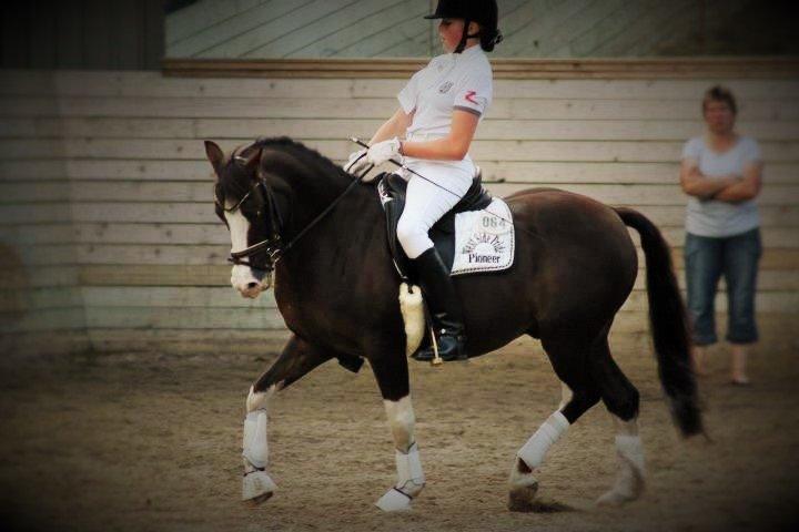 Welsh Partbred (Sec F) West Side Pride Pioneer - Opvarmning til holdcup på Noagård. Foto: Signe Andersen. billede 7