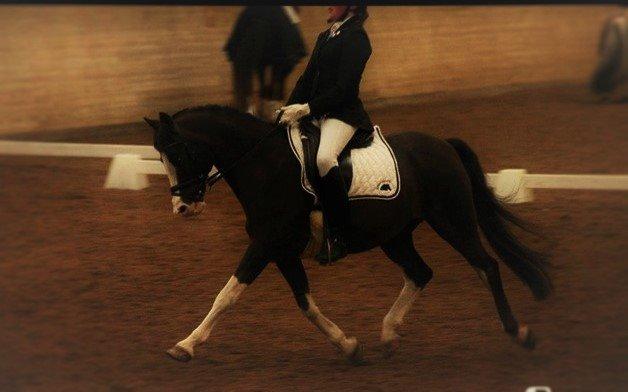 Welsh Partbred (Sec F) West Side Pride Pioneer - Middeltrav i LA4 debut. Til et 8tal. Foto: Signe Andersen billede 8