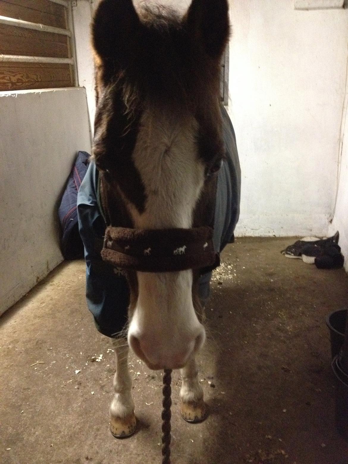 Welsh Partbred (Sec F) West Side Pride Pioneer - When the world says "Give up", Hope whispers "Try one more time” <3 <3  billede 10