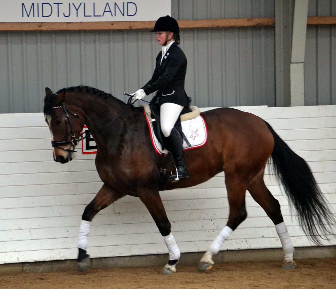 Anden særlig race Chanti billede 2