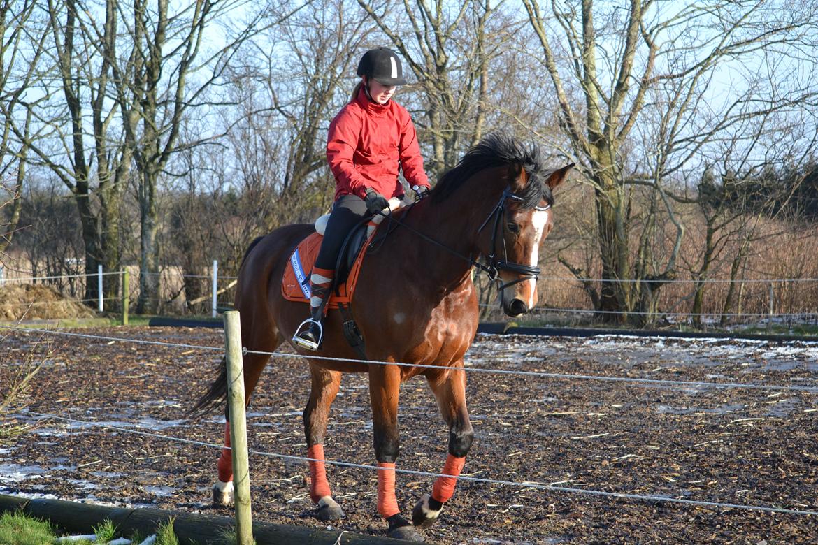 Anden særlig race Chanti billede 6