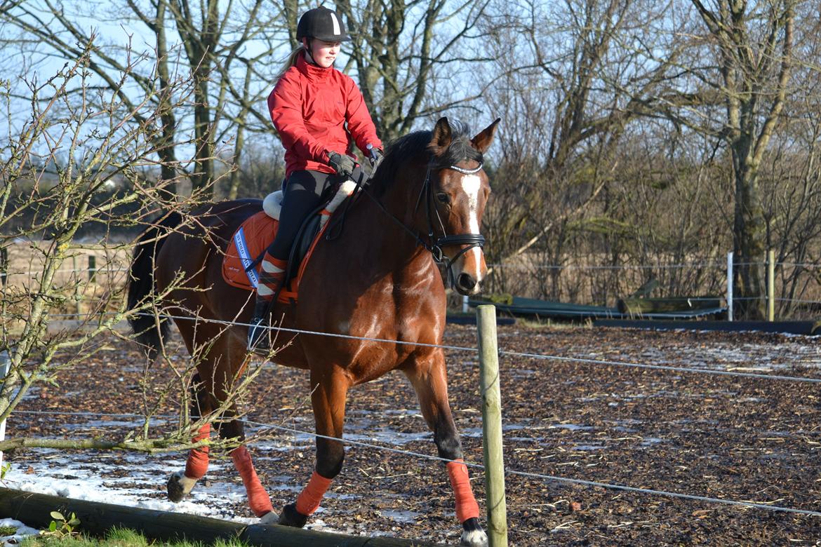 Anden særlig race Chanti billede 7