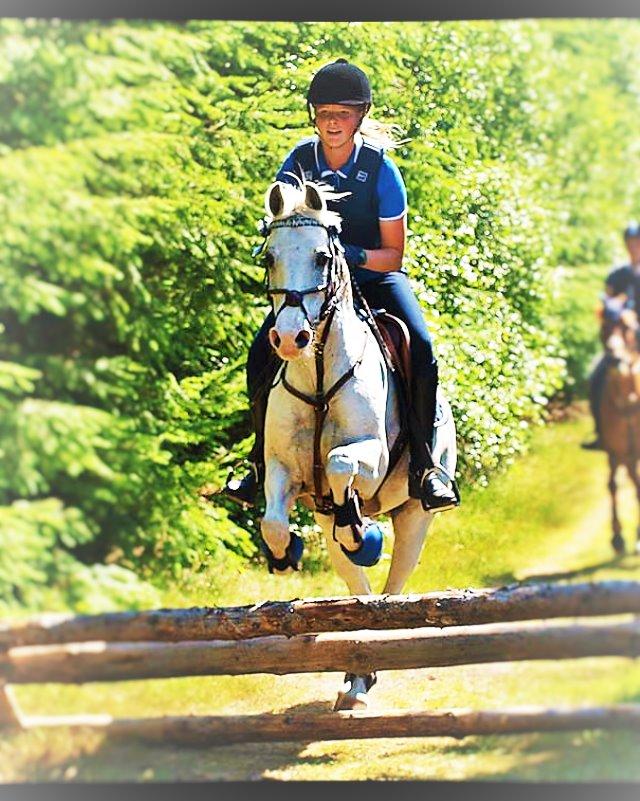 Welsh Partbred (Sec F) West Side Pride Poet - Hakuna Matata, it means no worries for the rest of your life<3 <3 Ridelejr 2013 Foto Annika Holm billede 7