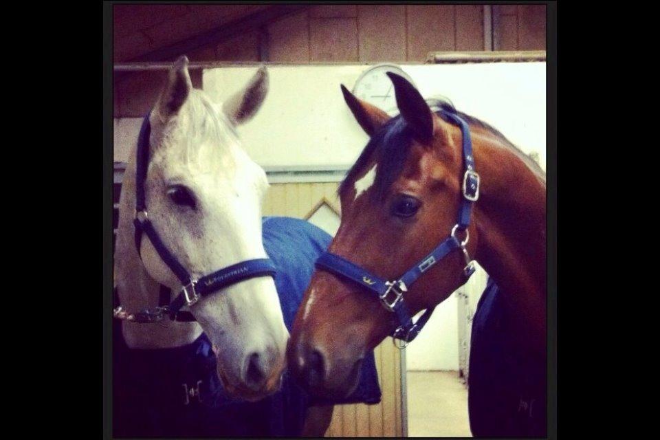 Tysk Oldenburger Landini billede 17