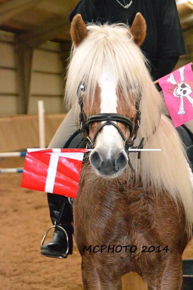 Haflinger Lizett - den dejligste pony <3 billede 1
