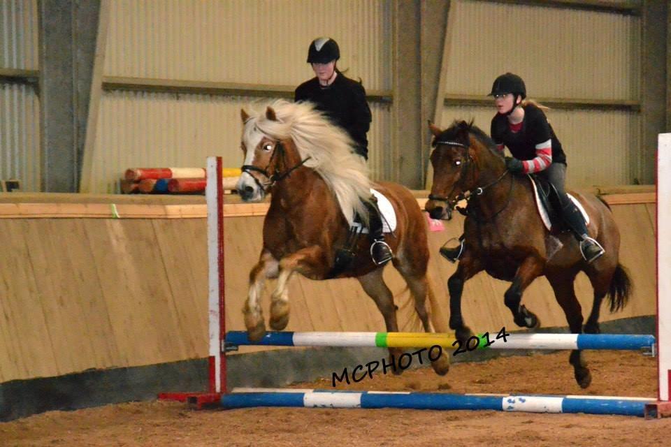Haflinger Lizett - virkelig hyggelig da med mange søde mennesker <3 <3 billede 3