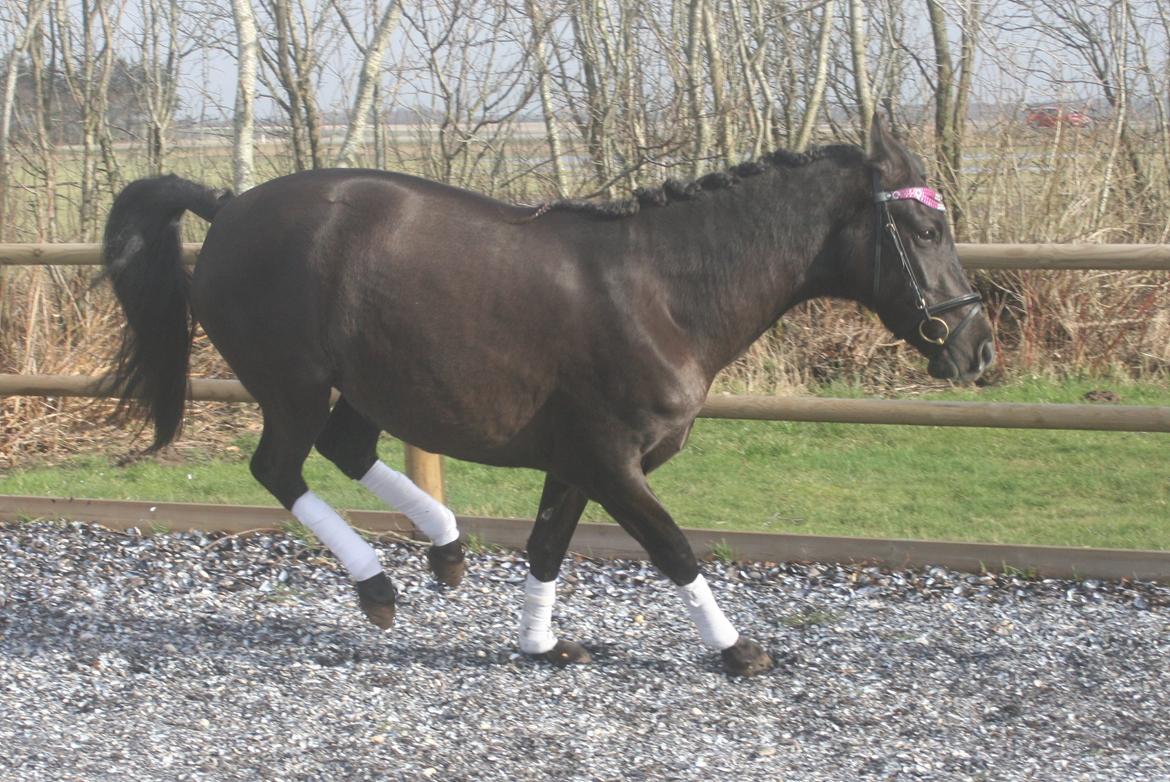 Pura Raza Española Cassiopeia Cezz billede 21