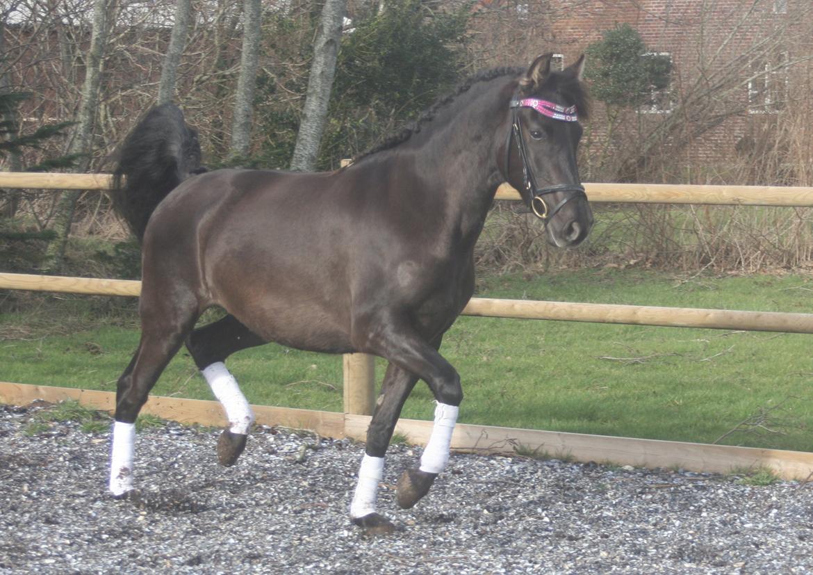 Pura Raza Española Cassiopeia Cezz billede 1