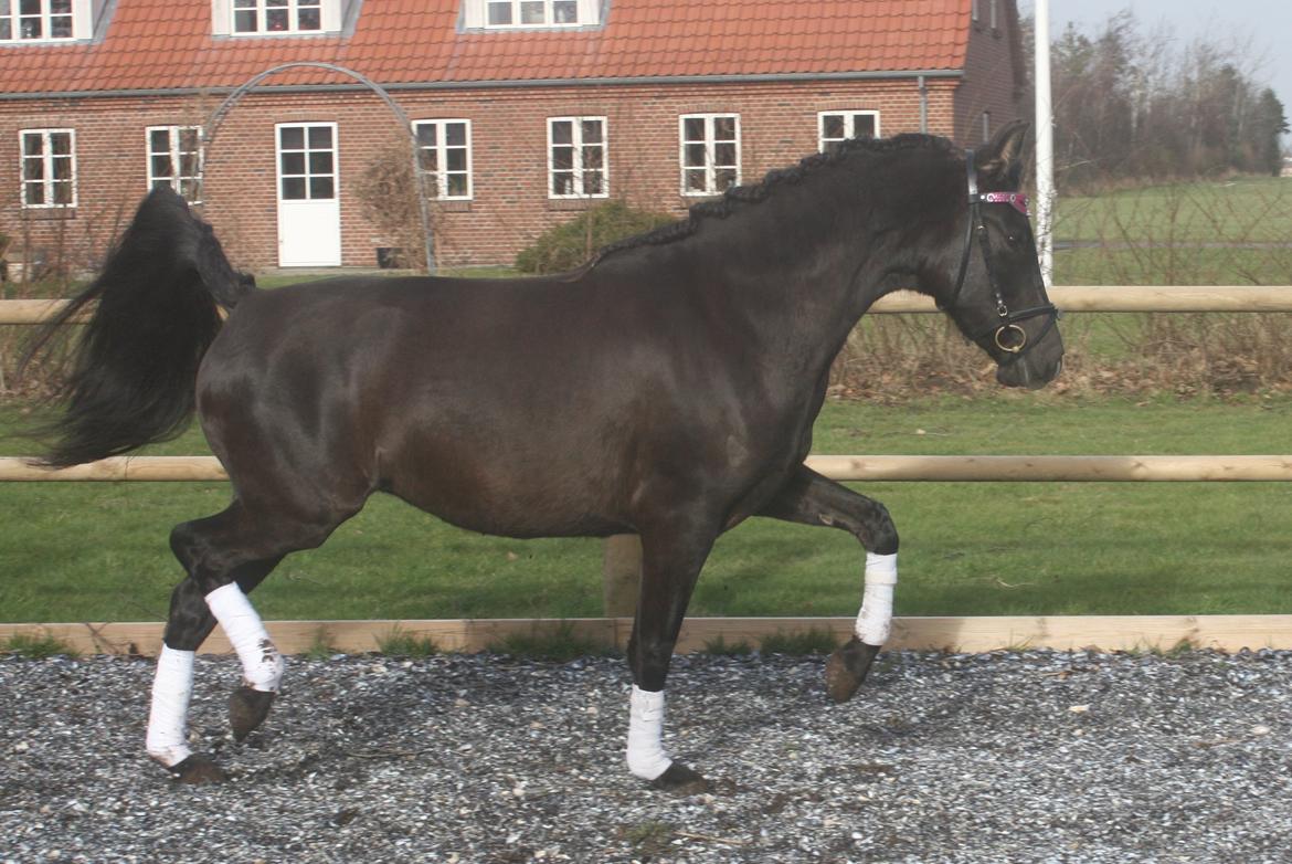 Pura Raza Española Cassiopeia Cezz billede 25