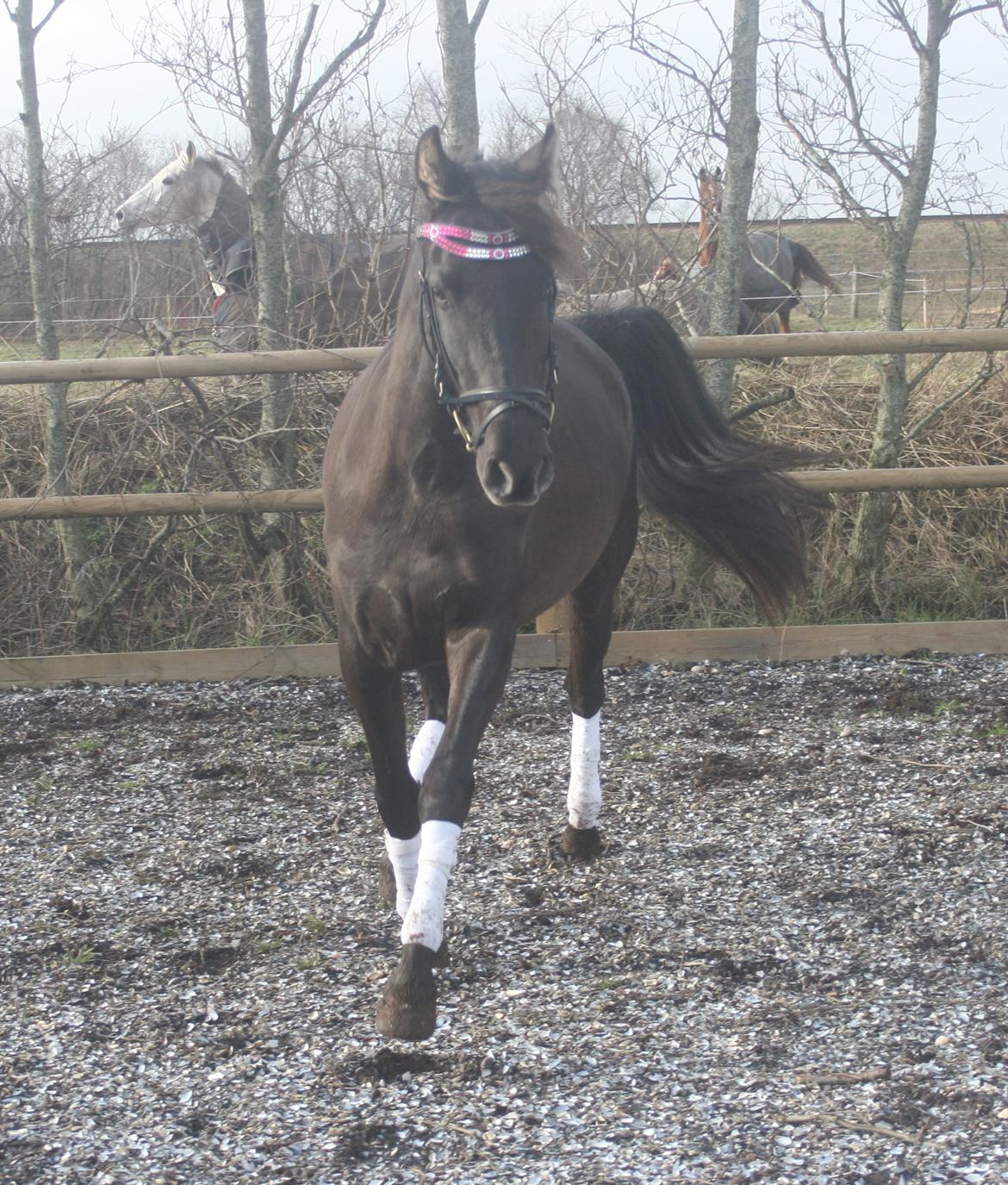 Pura Raza Española Cassiopeia Cezz billede 27