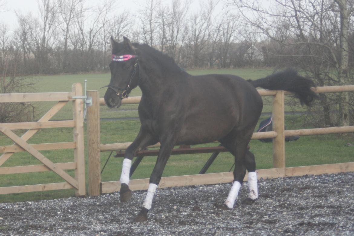 Pura Raza Española Cassiopeia Cezz billede 29