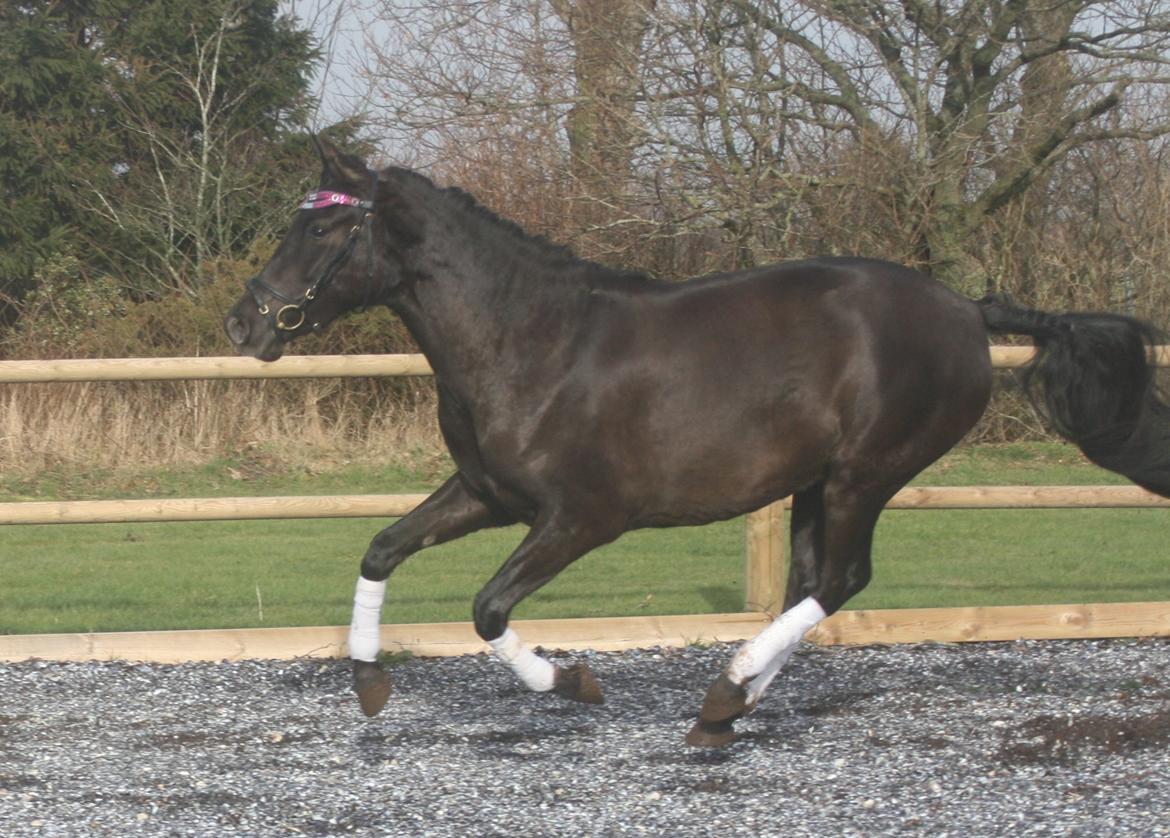 Pura Raza Española Cassiopeia Cezz billede 34