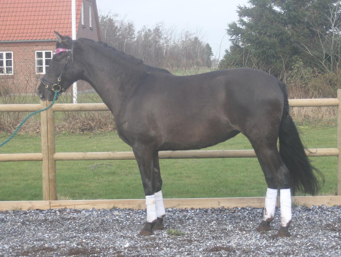 Pura Raza Española Cassiopeia Cezz billede 35