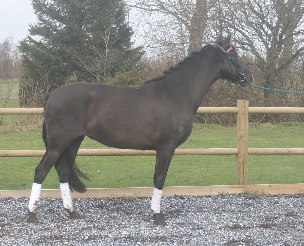 Pura Raza Española Cassiopeia Cezz billede 37