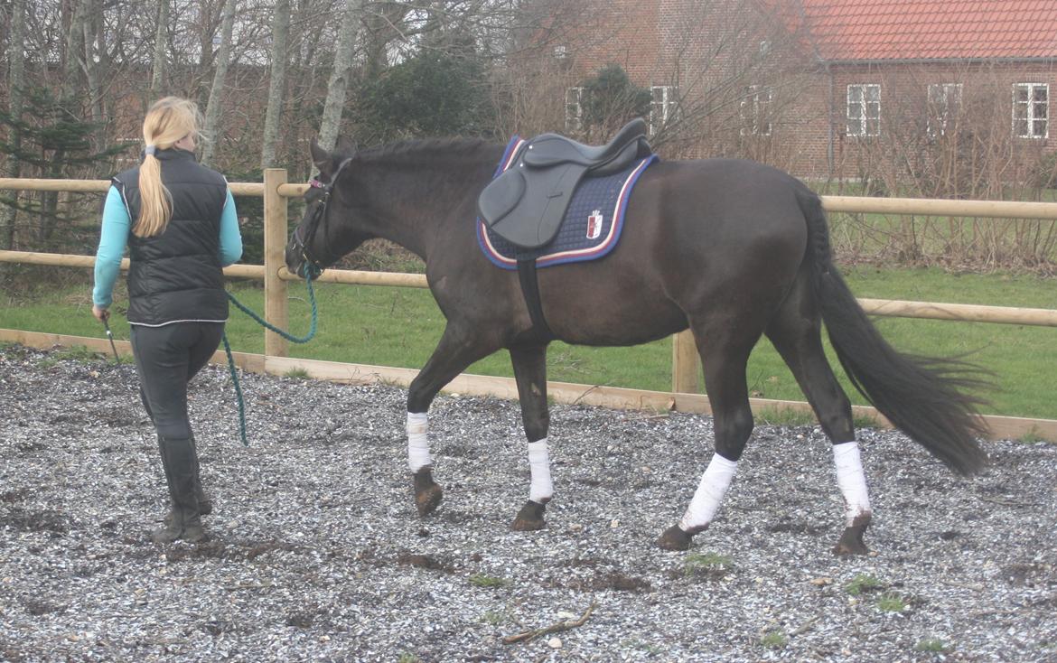 Pura Raza Española Cassiopeia Cezz billede 40