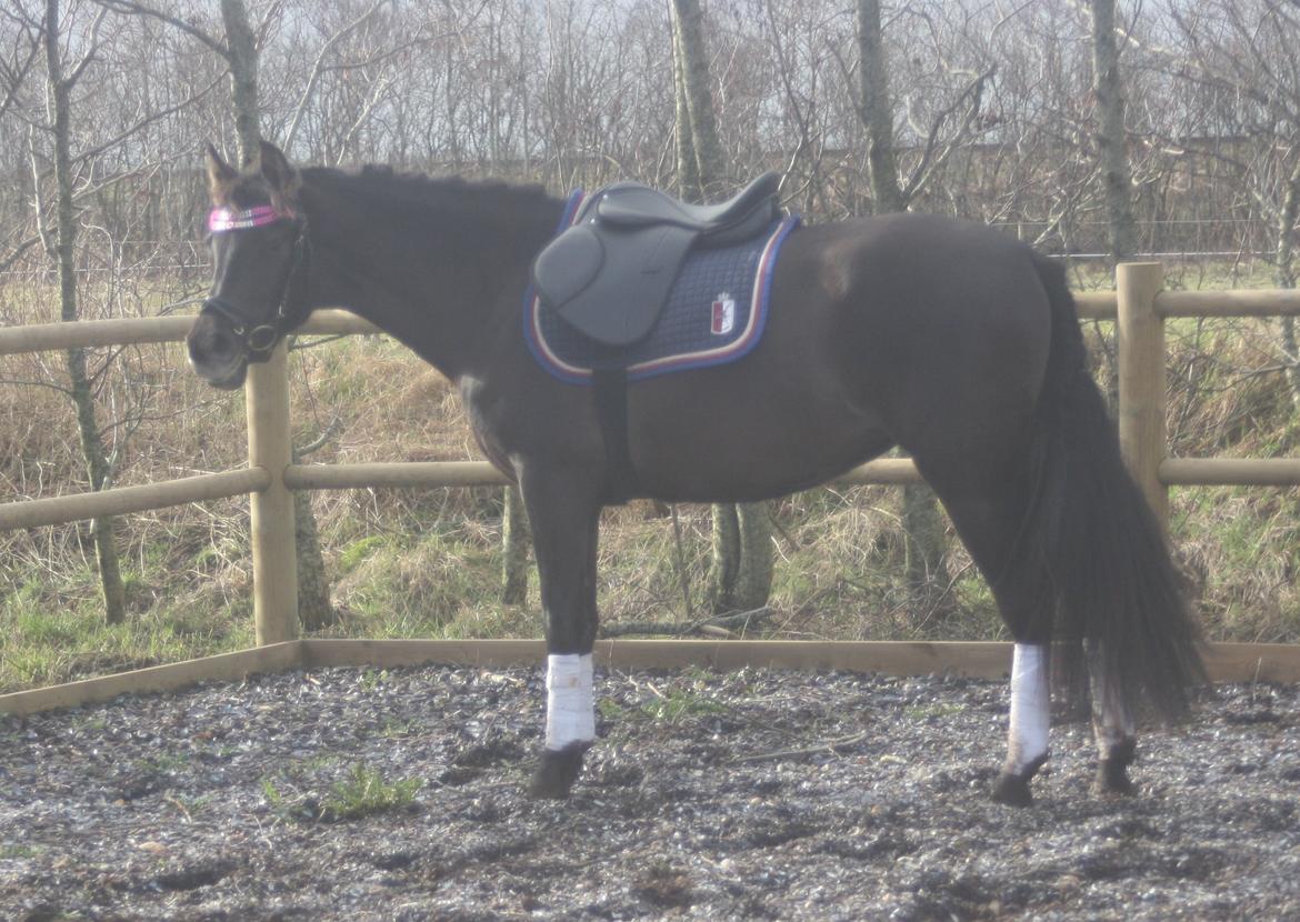 Pura Raza Española Cassiopeia Cezz billede 48