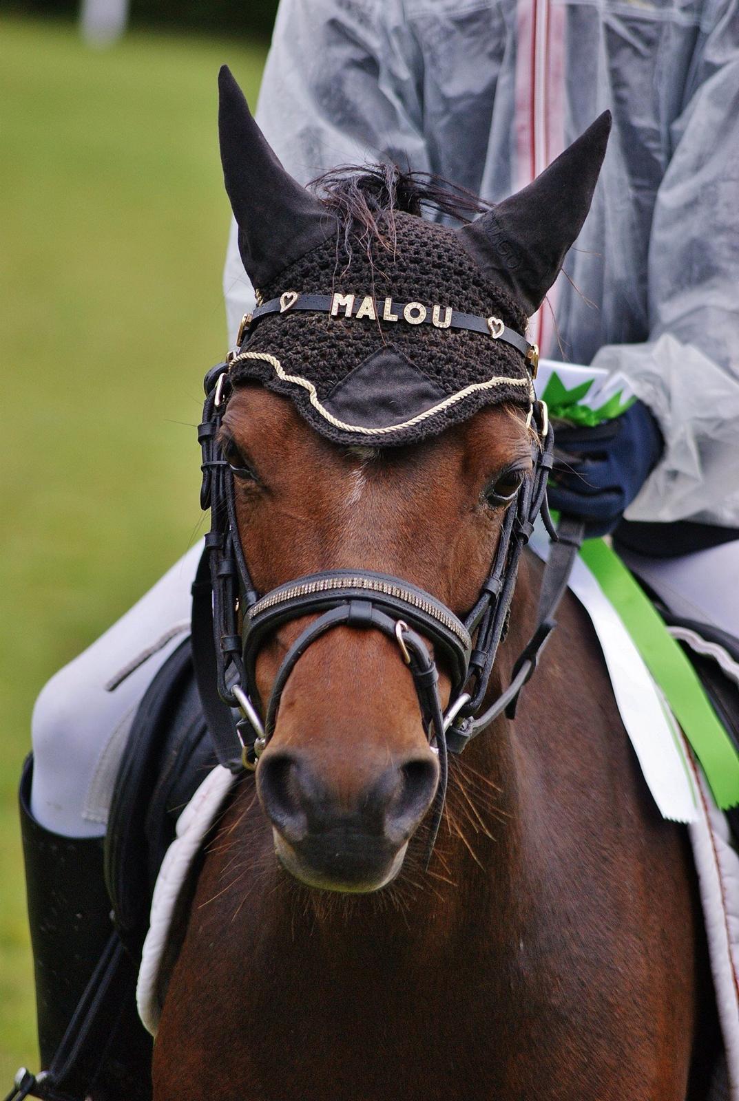 Welsh Pony (sec B) Hamann's Malou  billede 8