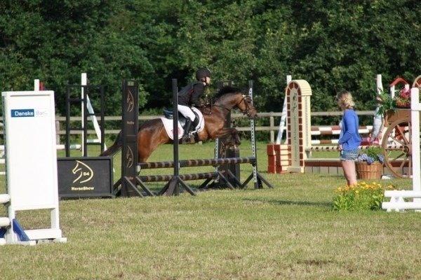 Welsh Pony (sec B) Hamann's Malou  billede 9