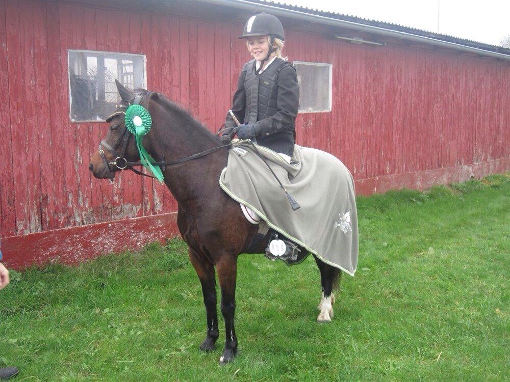 Welsh Pony (sec B) Hamann's Malou  billede 11
