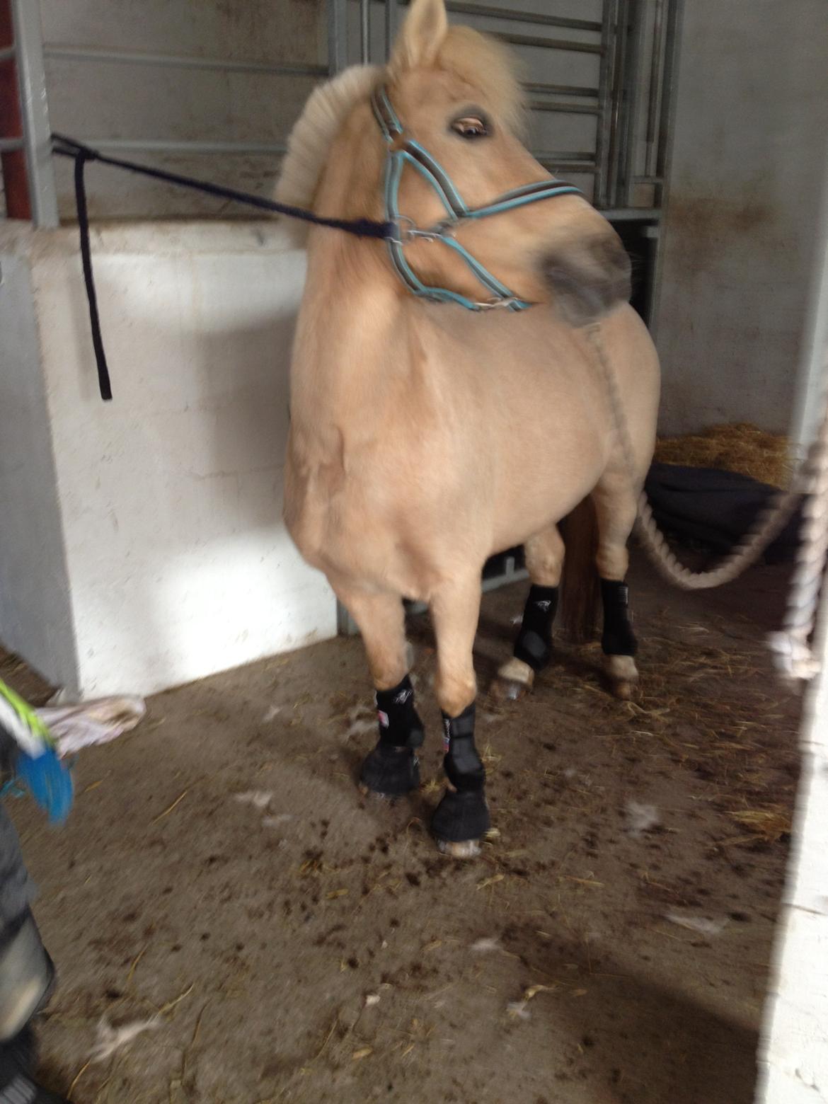 Anden særlig race Mirla billede 3