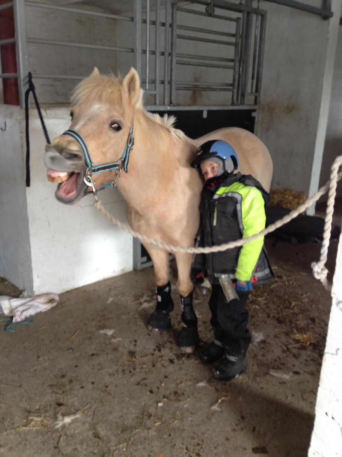 Anden særlig race Mirla billede 4