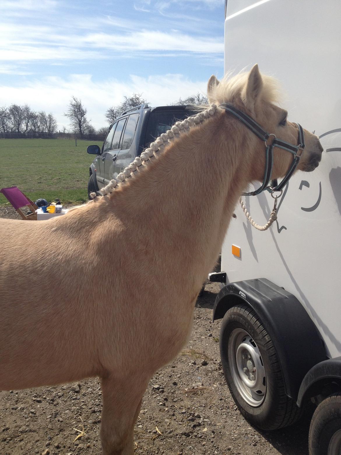 Anden særlig race Mirla billede 5