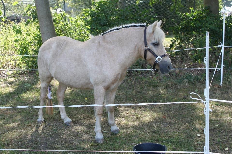 Anden særlig race Mirla billede 7