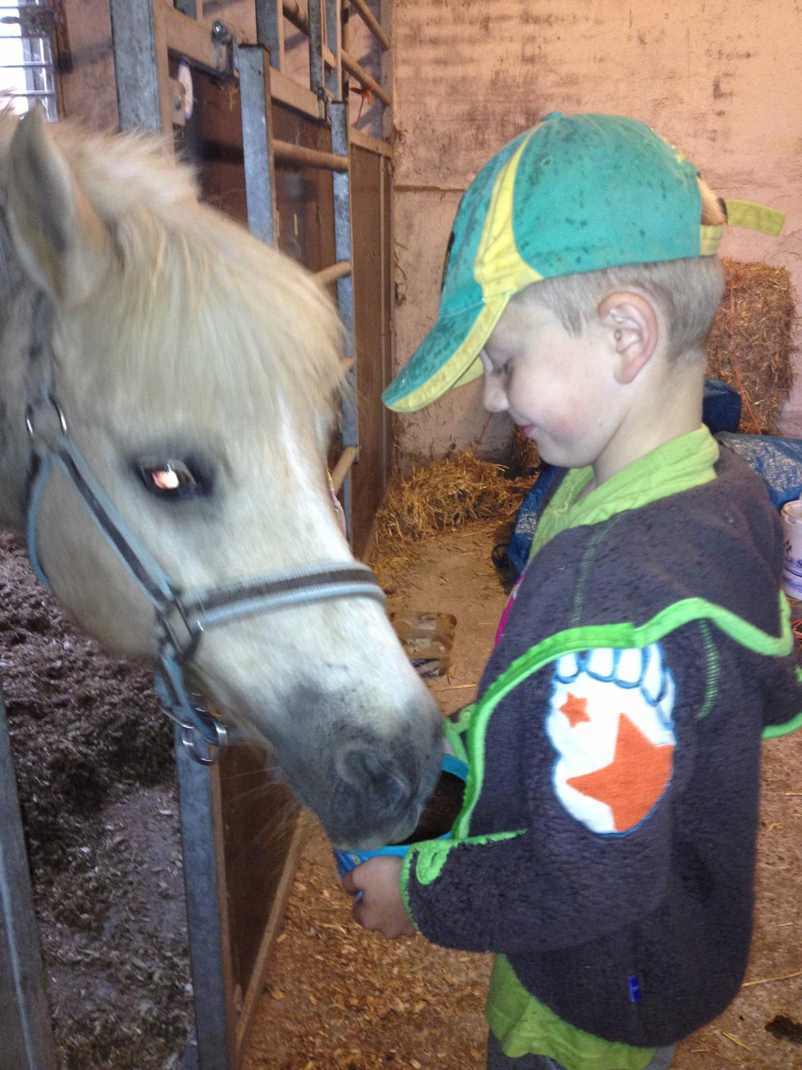 Anden særlig race Mirla billede 8