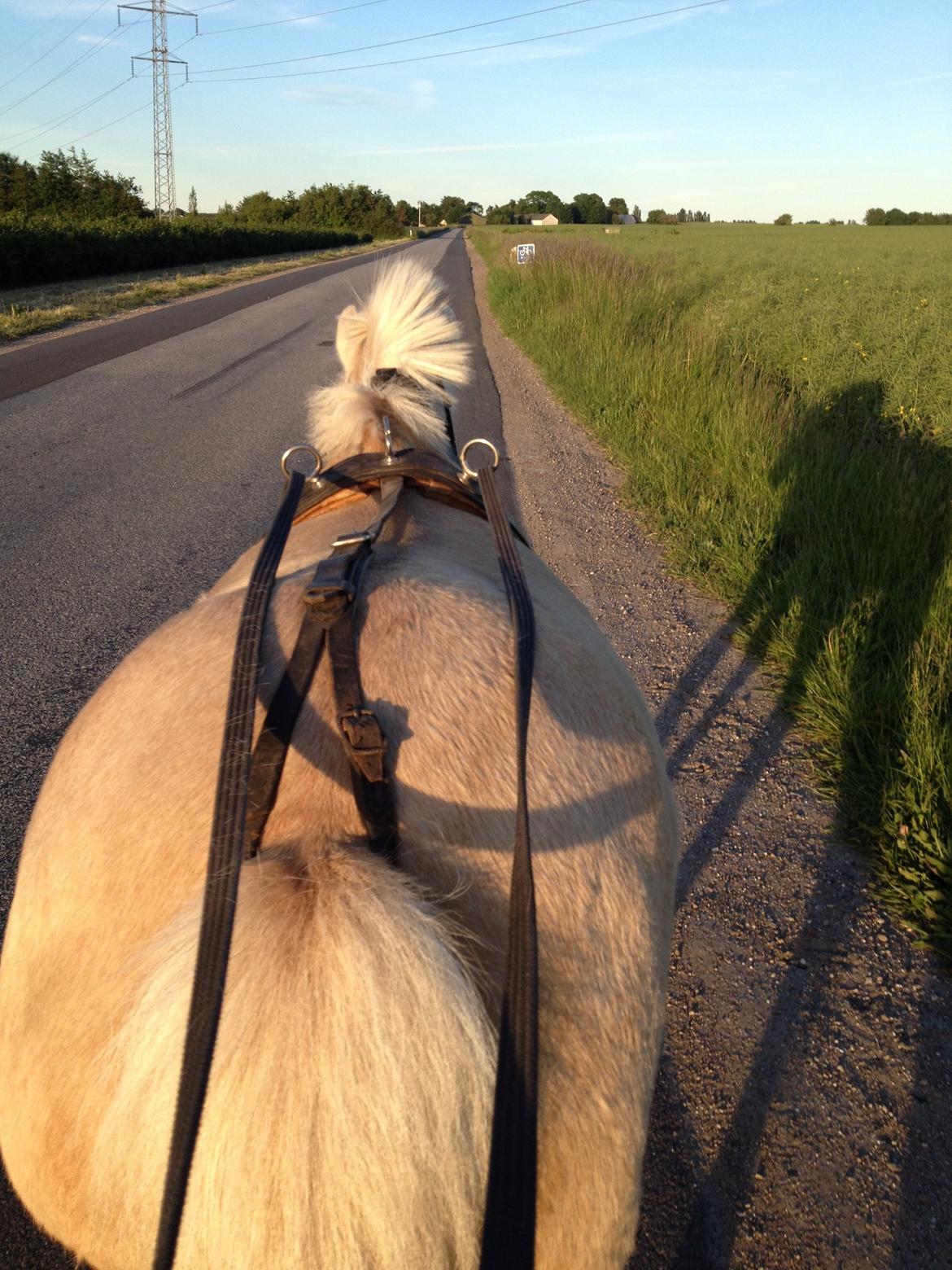 Anden særlig race Mirla billede 9