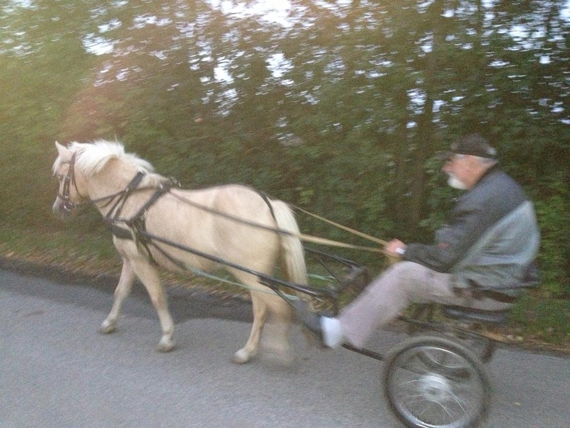 Anden særlig race Mirla billede 10