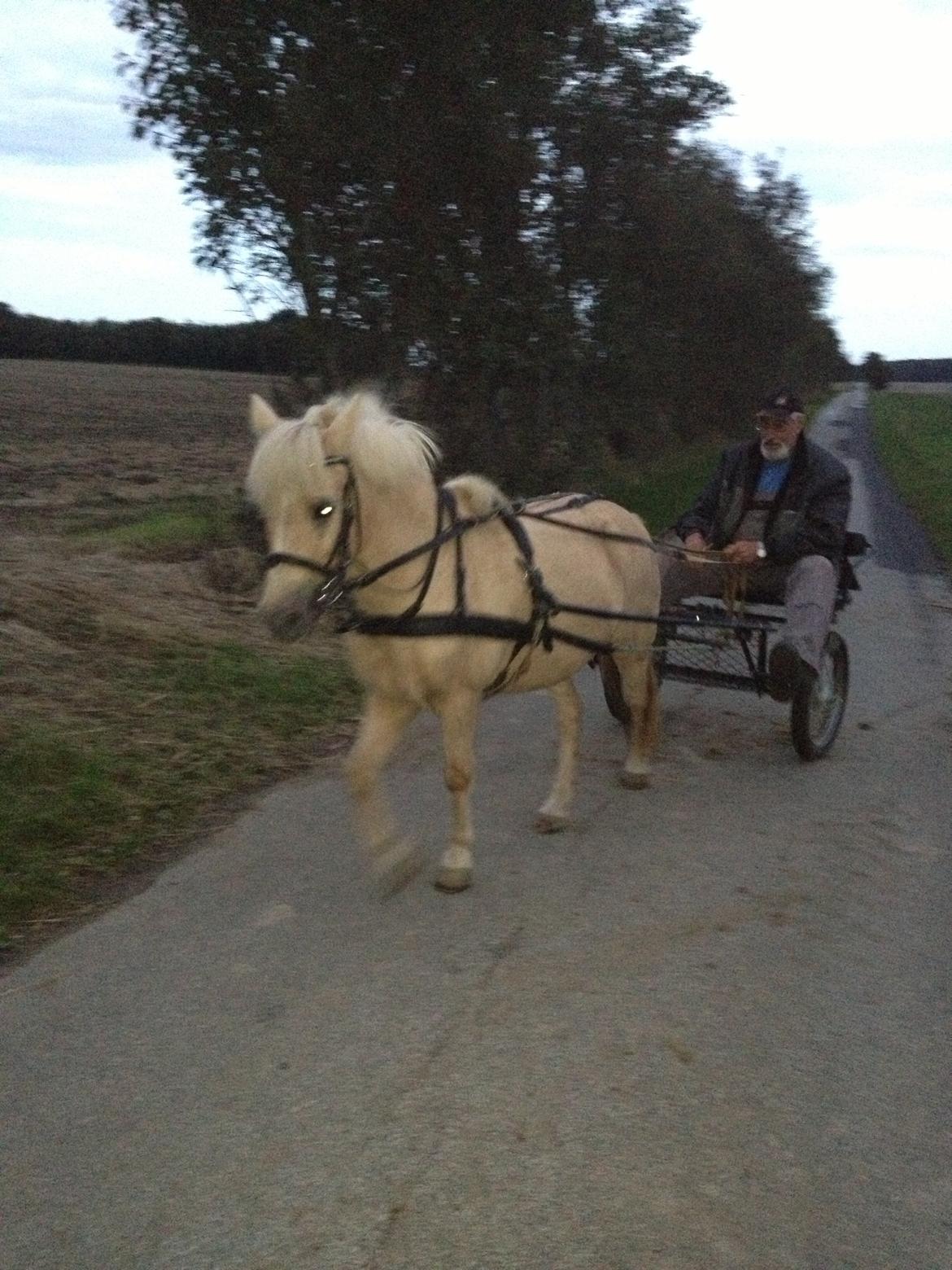Anden særlig race Mirla billede 11
