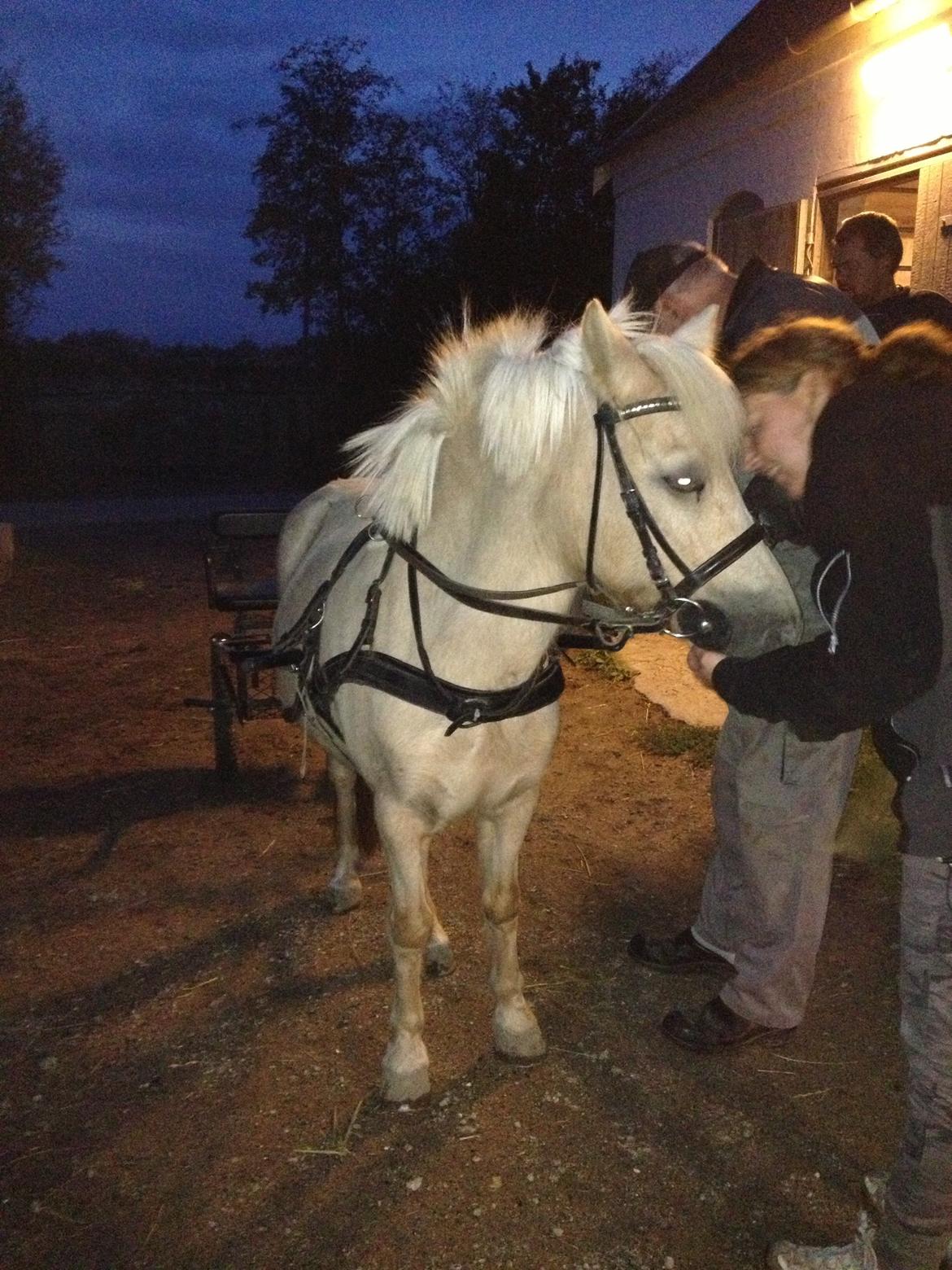 Anden særlig race Mirla billede 12