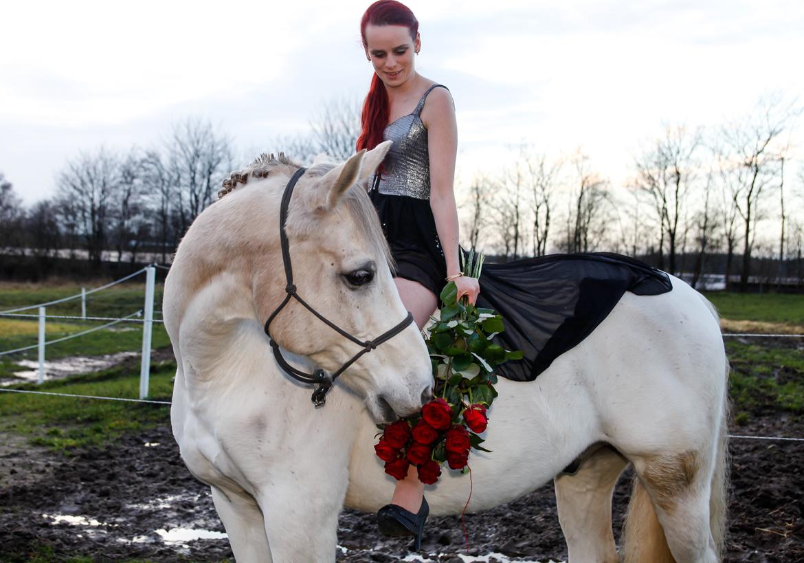 Arabisk fuldblod (OX) Wathana - - Kærligheden begynder der, hvor der ikke forventes gengæld. billede 18