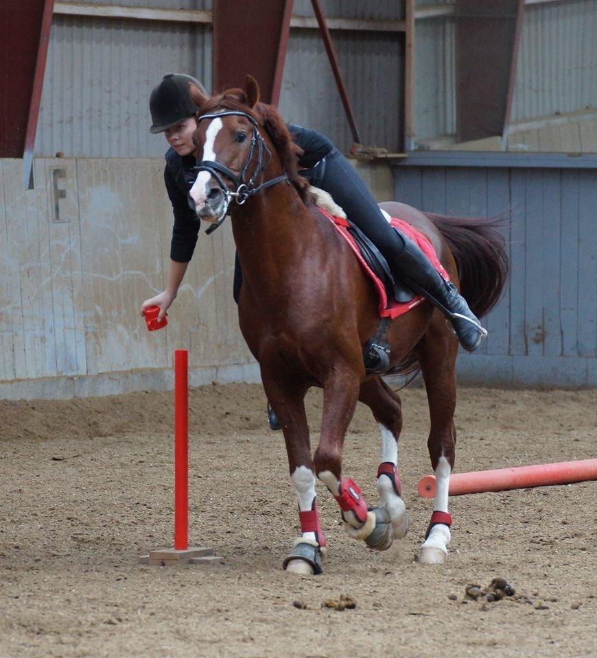 DSP Firhøjs Papageno <3 A-pony (avlshingst) - Første ponygames træning, kort efter blev vi sydjyskemester efter kun 6 træninger, STJERNE!! billede 22