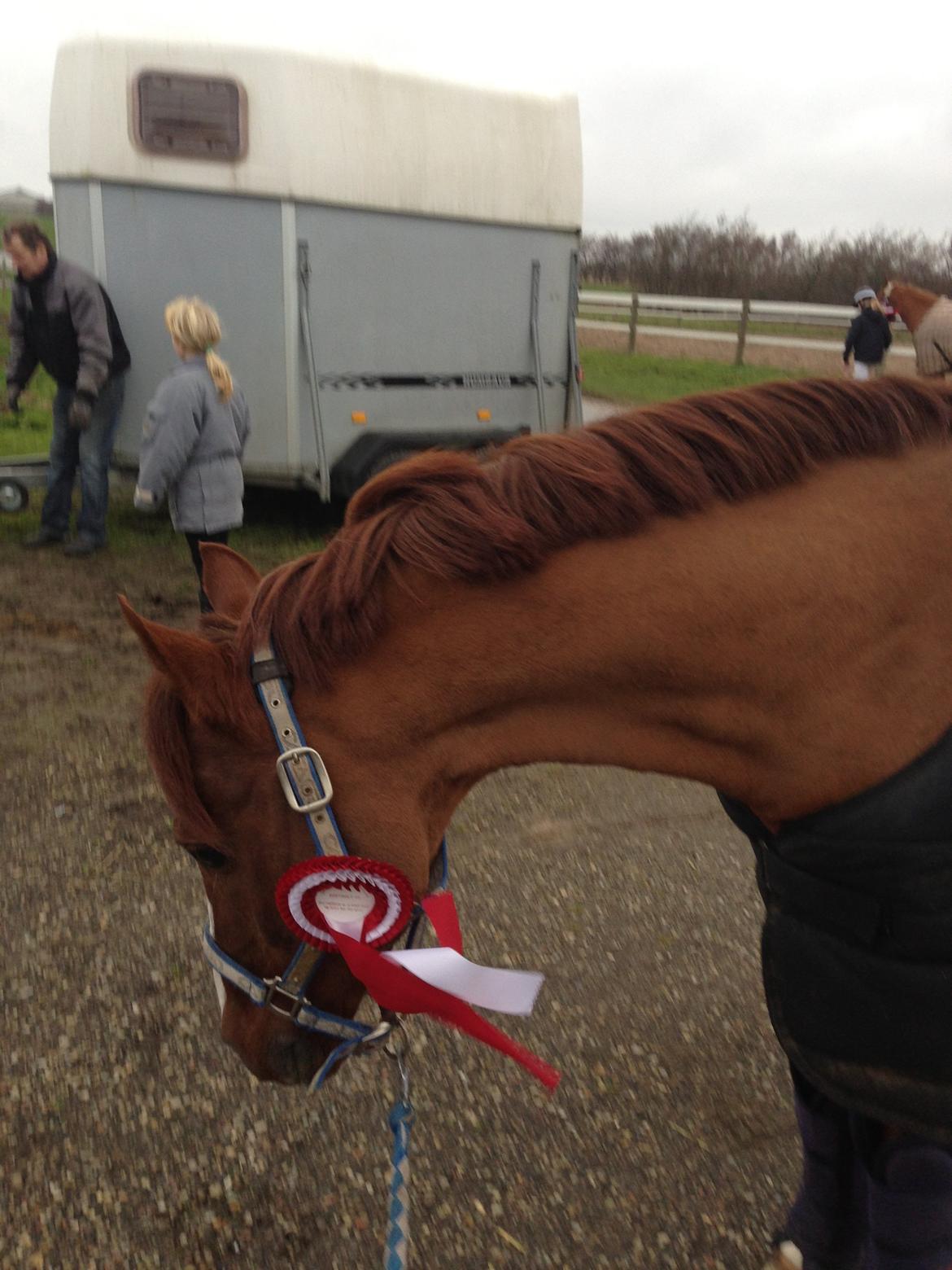 DSP Firhøjs Papageno <3 A-pony (avlshingst) - Hingstebassen med en roset i yndlingsfarven <3 billede 5