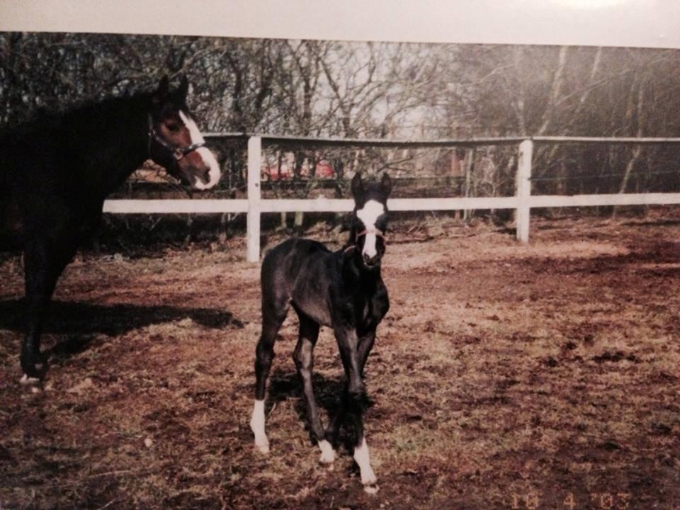 Dansk Varmblod Calista RDH - Årrrhhhhh<3 billede 18