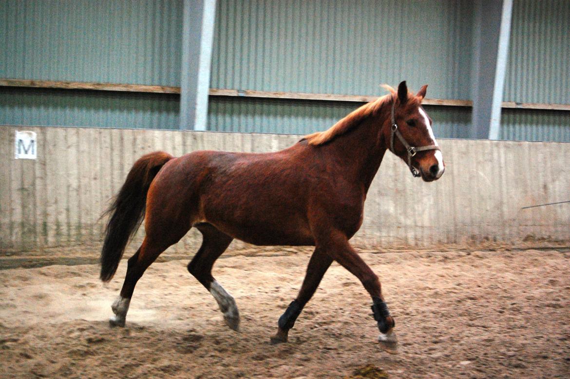 Frederiksborg Lia Toftedal •RIP• - Lia 2 måneder efter vi fik hende der er blevet meget mere hest og fedt og muskler er begyndt at ligge sig de rigtige steder billede 1