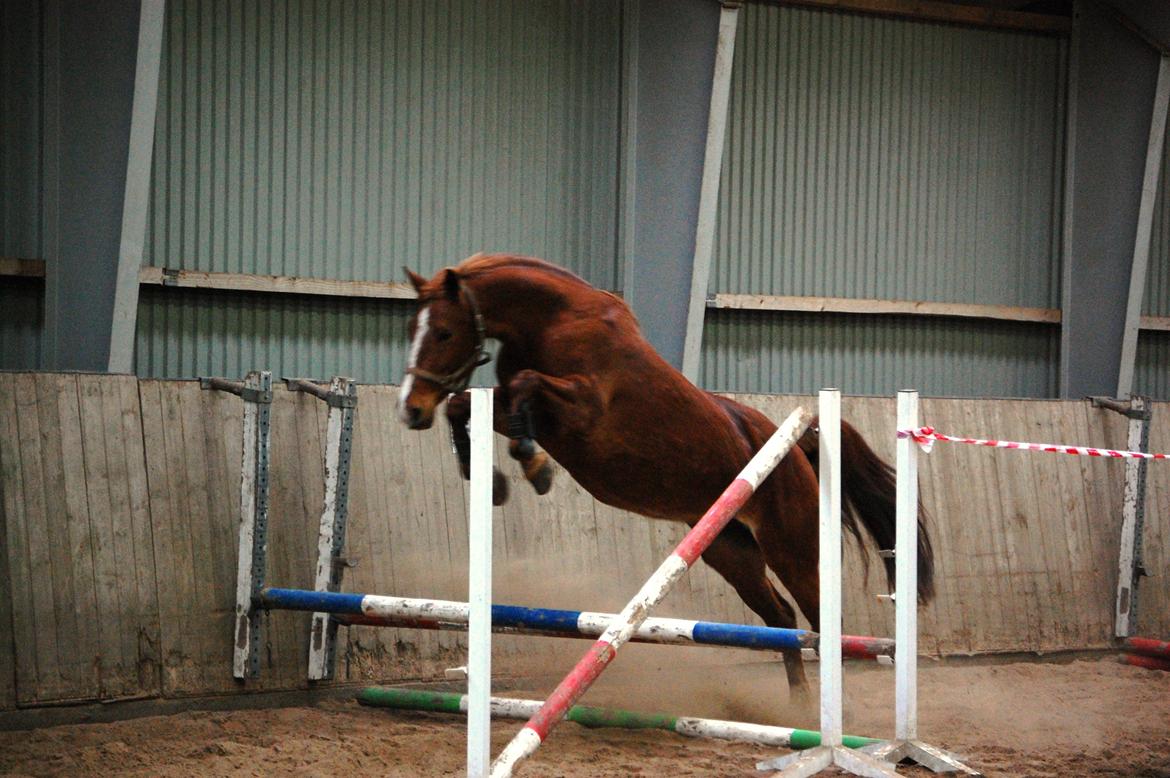 Frederiksborg Lia Toftedal •RIP• - første gang lia løsspringer billede 4
