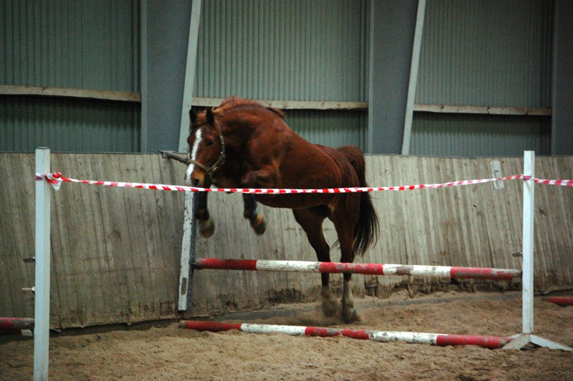 Frederiksborg Lia Toftedal •RIP• billede 5